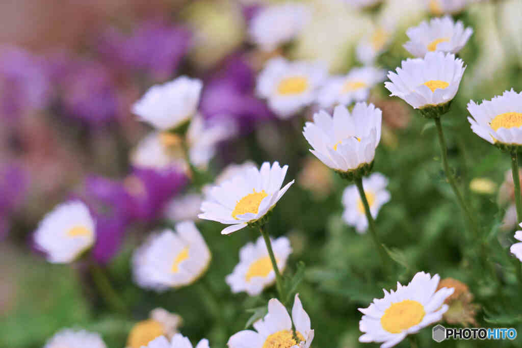 花　INDUTAR61L/Z 50mmF2.8　TECHART LM-EA7