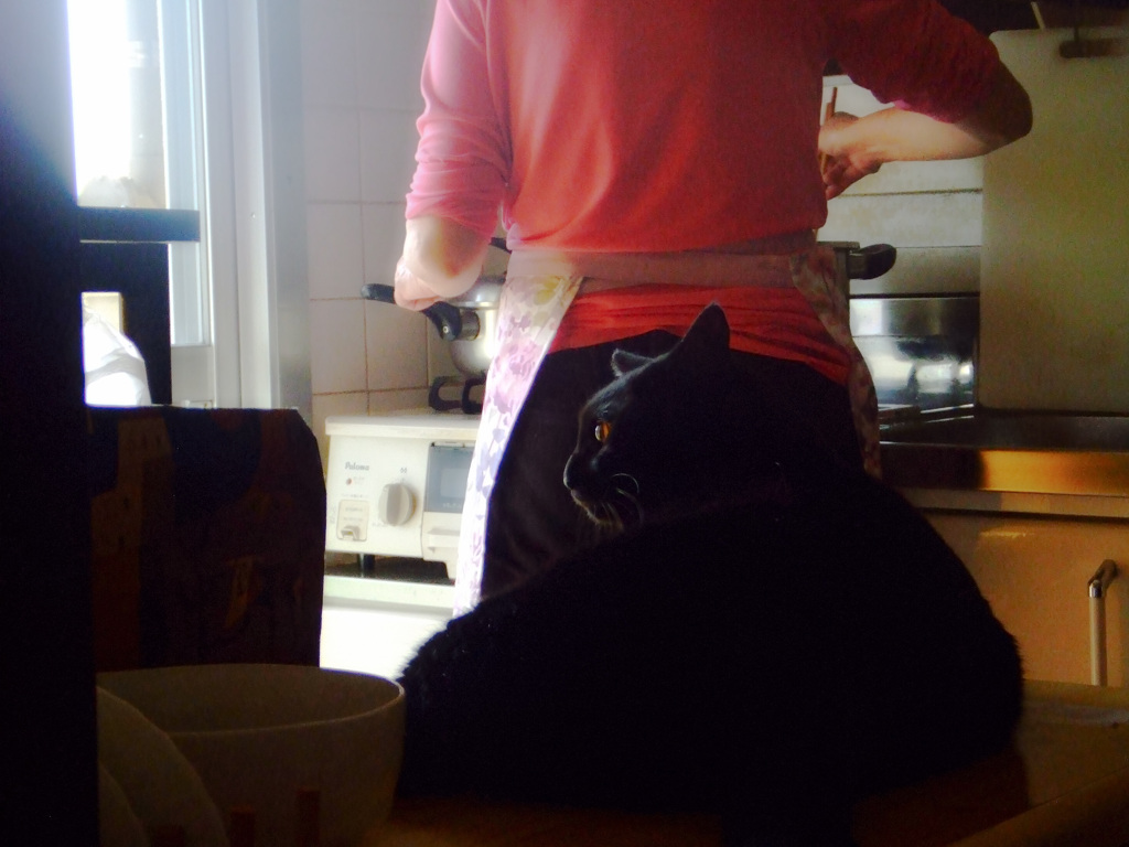 キッチン見習い猫