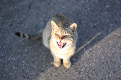 サンセットヒルズの奇跡猫