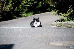 ここ通りたいですけど。