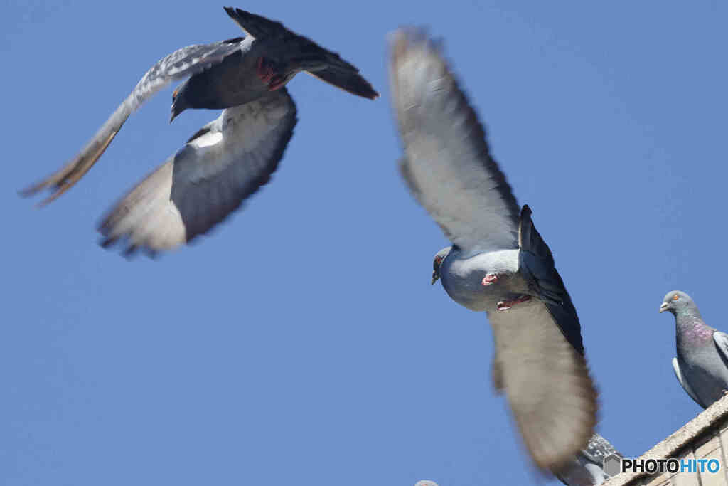 hato