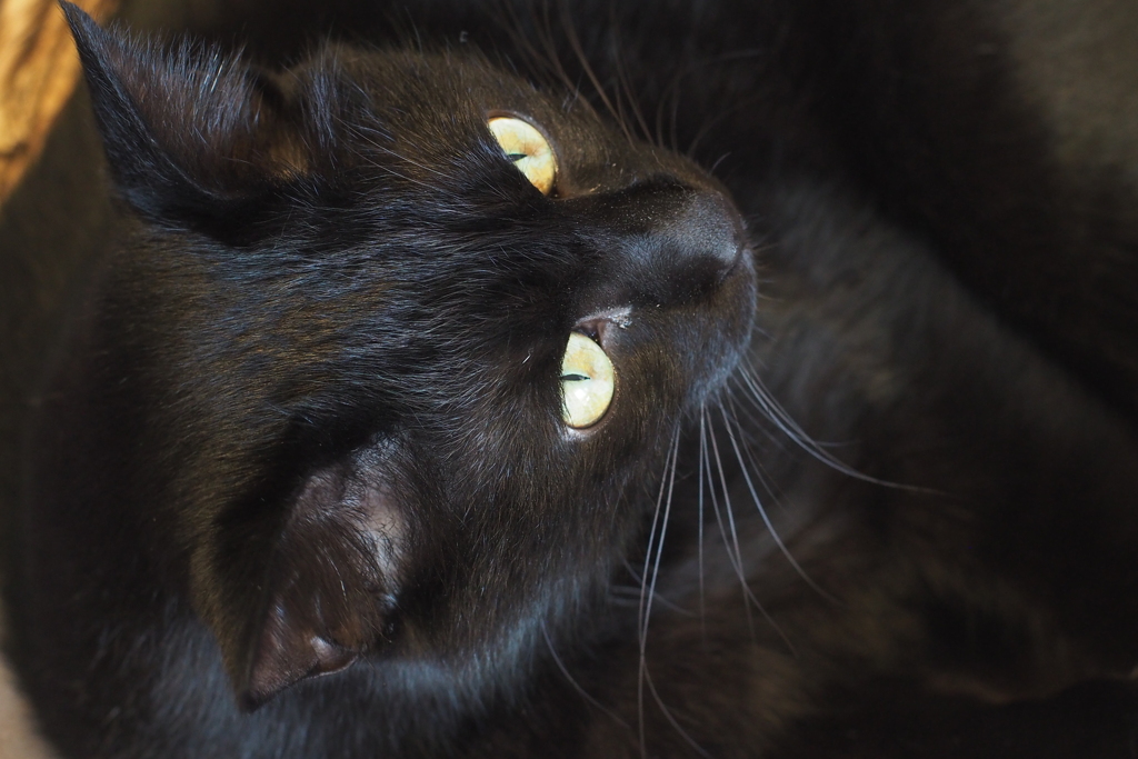 黒猫