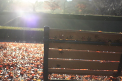 雨上がりの朝の風景