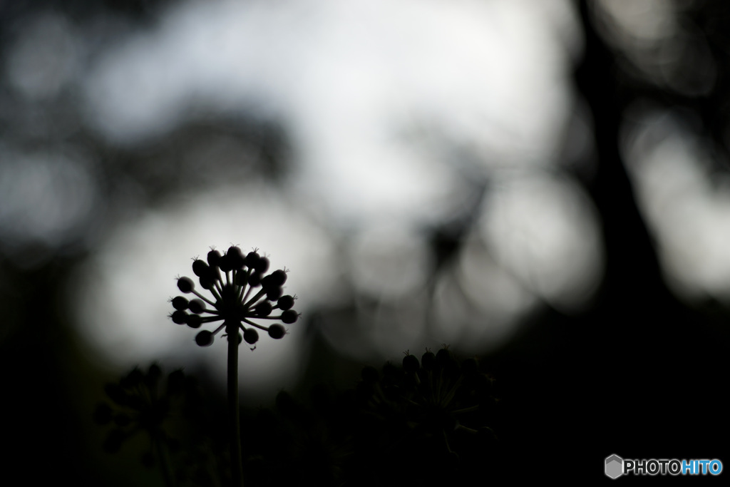 silhouette