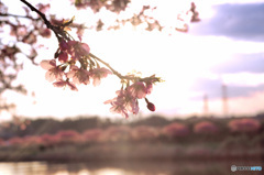 桜