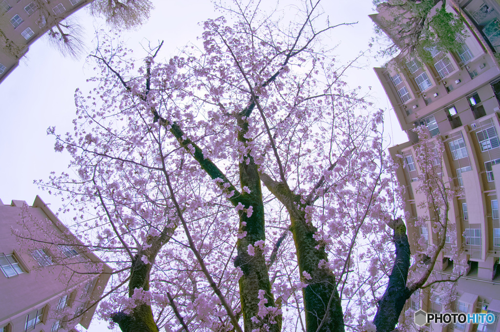 曇天の桜