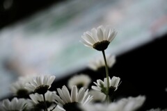 花と看板