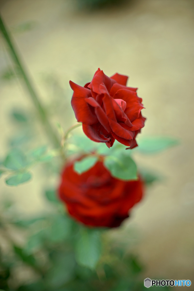 真っ赤な薔薇
