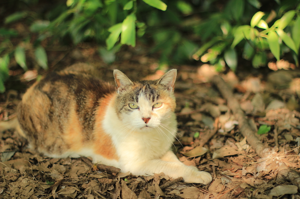 なあ、猫は可愛いと思うかい？