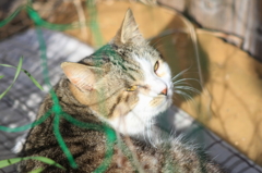 表参道裏の路地にいた猫