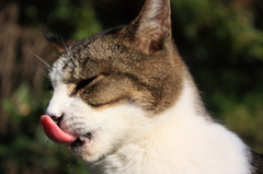 ここ、かゆいんだよなー。