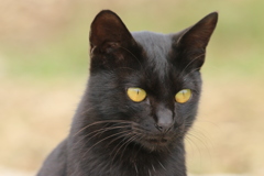 stray cat