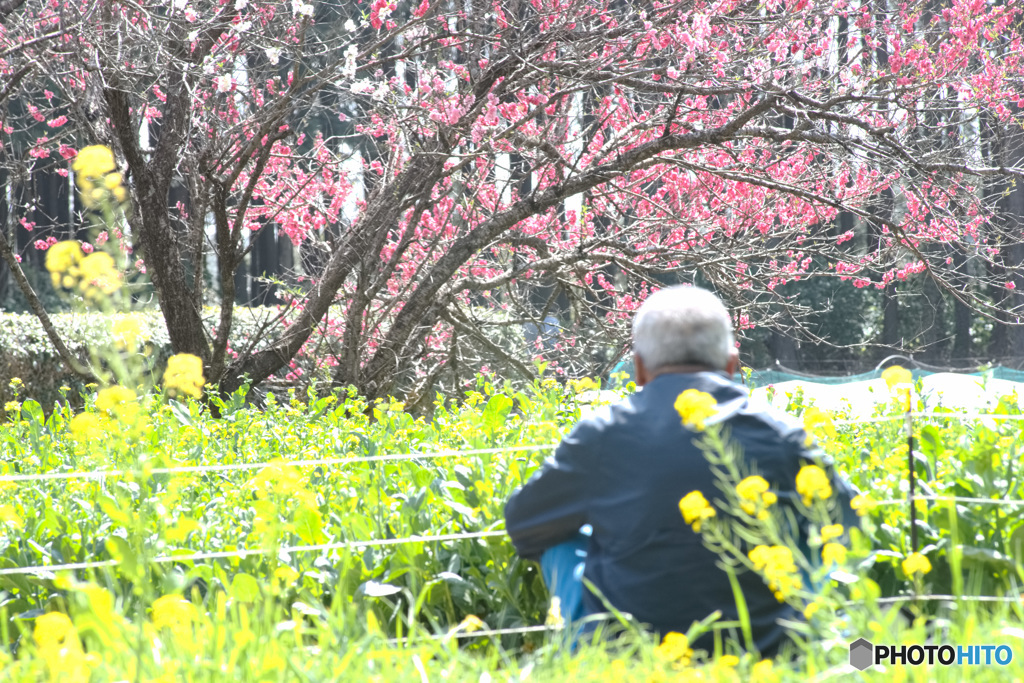 白髪（ハクハツ）と花畑