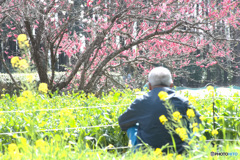 白髪（ハクハツ）と花畑