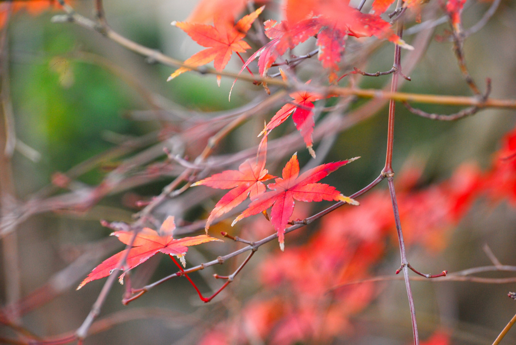 冬紅葉