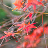 冬紅葉