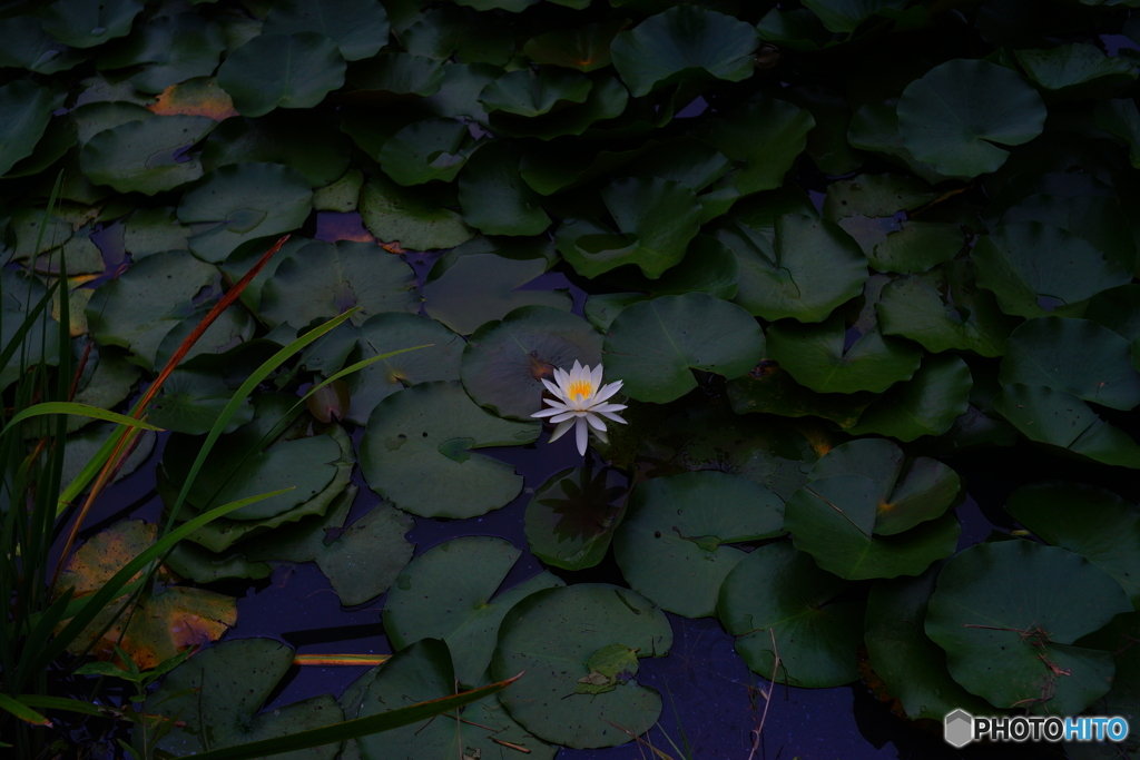 一輪の花