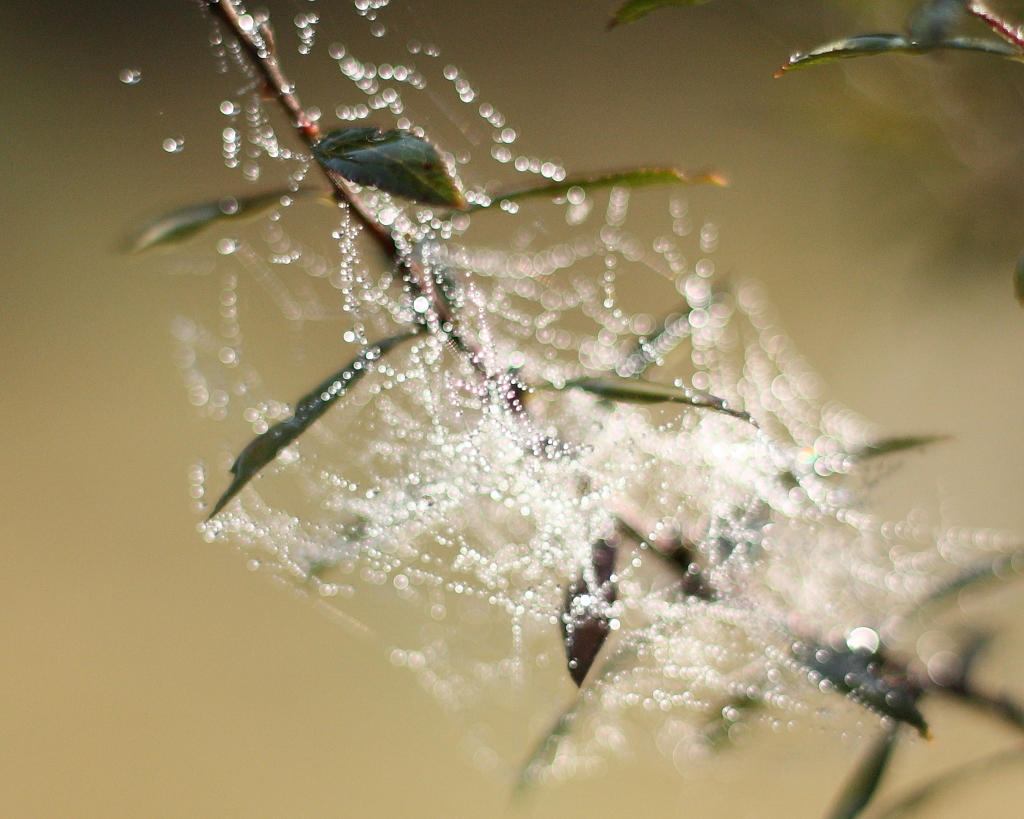自然のシャンデリア