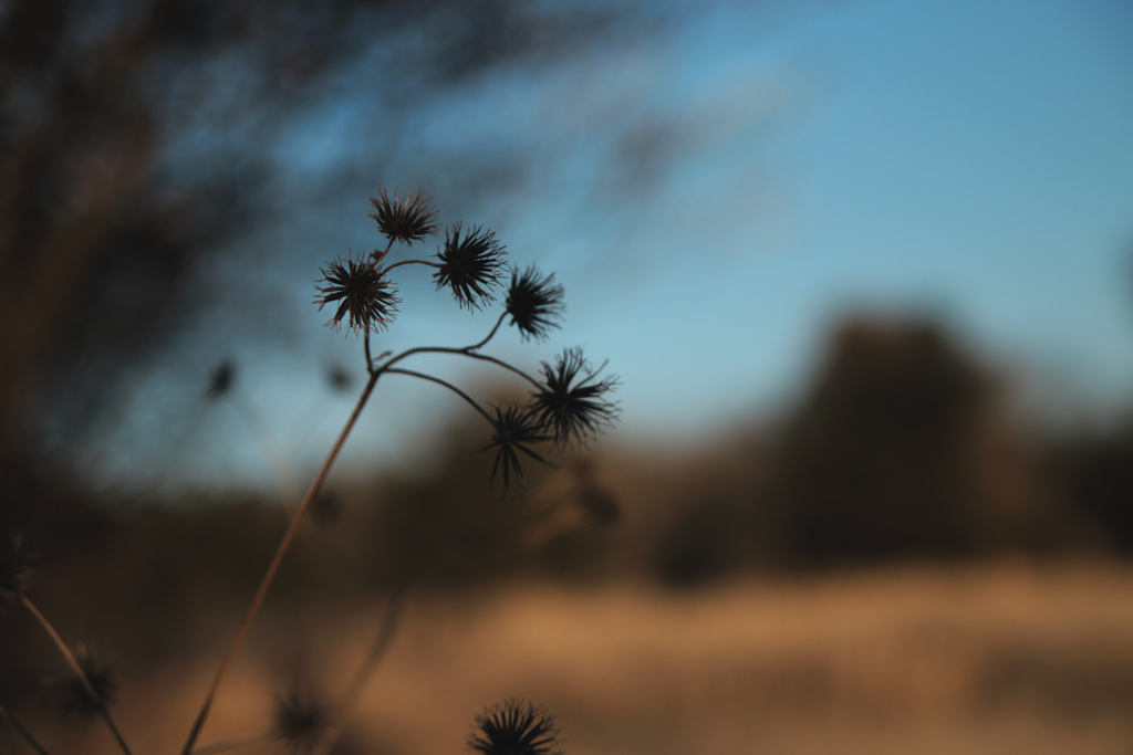 ひっつき虫の輝き
