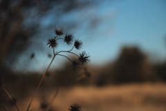 ひっつき虫の輝き