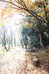 公園の小道 公園の小道