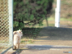 今日のネコ模様