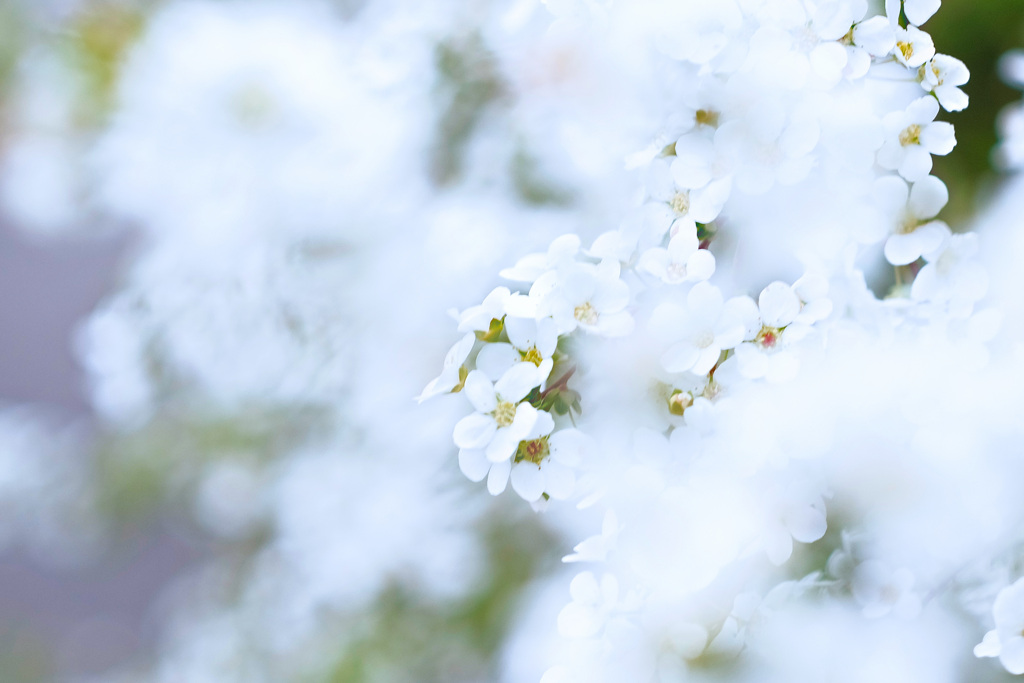 桜はもうすぐ