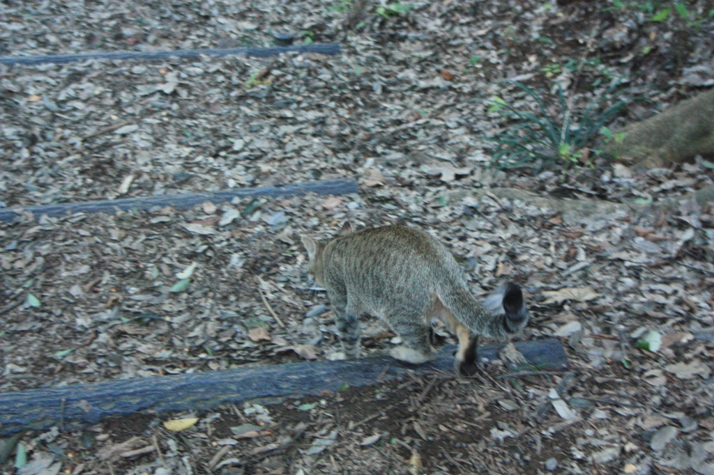 さあ、わたしについておいで