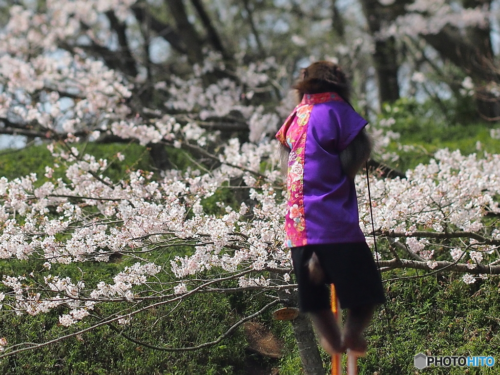 僕だってお花見したい