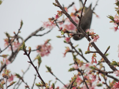 春の訪れを告げる客