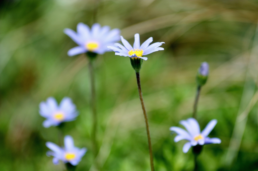 何の花？