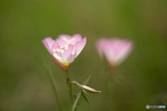 野に咲く花..