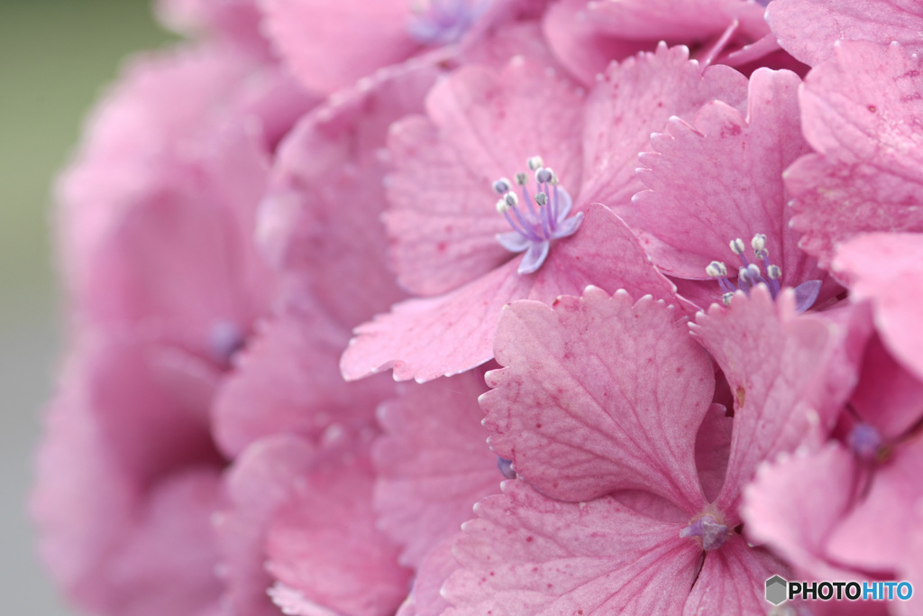 今撮る花