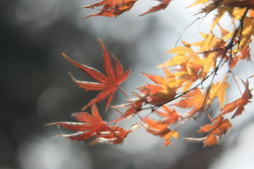 半世紀前のレンズで10