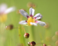 名もなき花