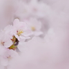 サクラサク Ⅸ  ～ 春風にふかれて ～