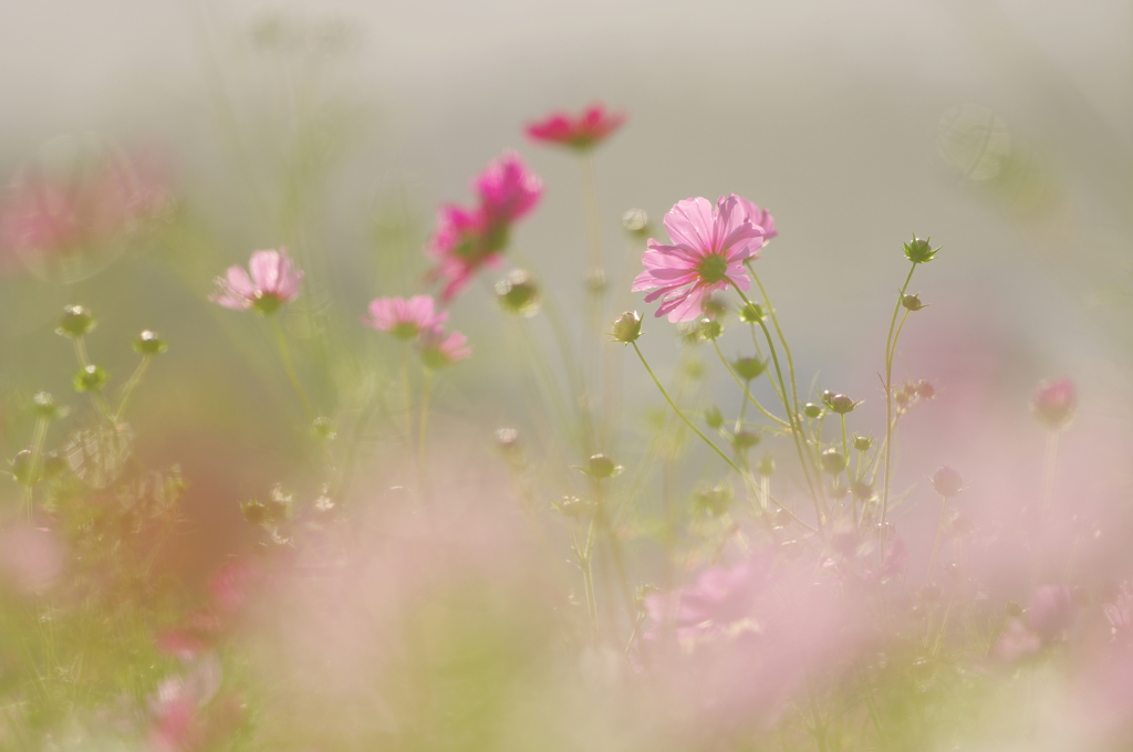 秋桜 Ⅷ　～SENTIMENTAL DUSK～