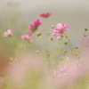 秋桜 Ⅷ　～SENTIMENTAL DUSK～