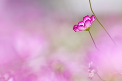 秋桜 Ⅴ　～愛情の雲～