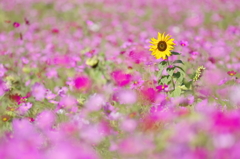 秋桜 Ⅱ　～夏の忘れもの～