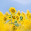 Shining sunflower Ⅴ