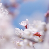 サクラサク Ⅵ  ～ ❀ やさしさにつつまれて ❀ ～ 