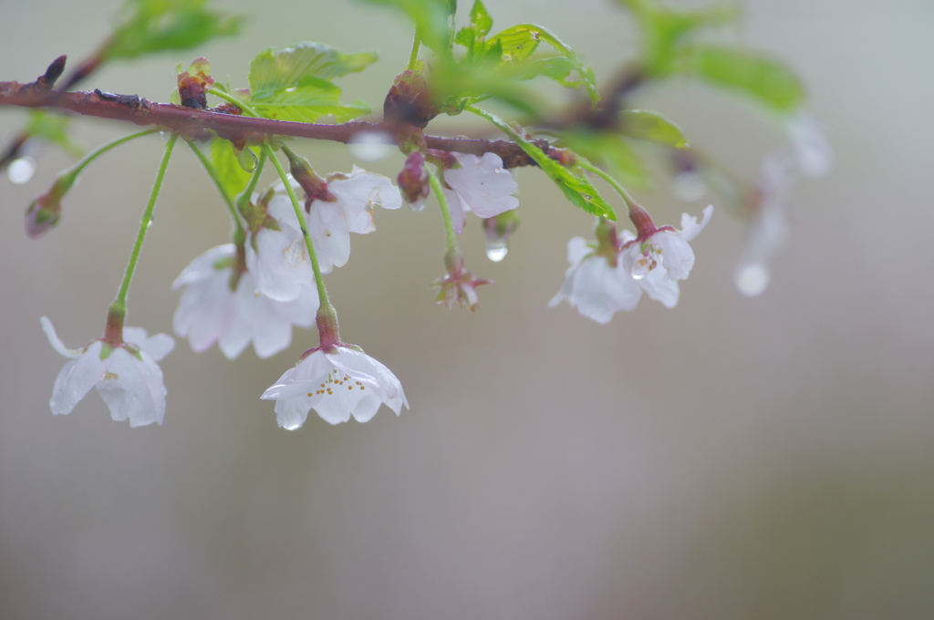 雨桜