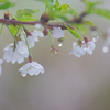 雨桜