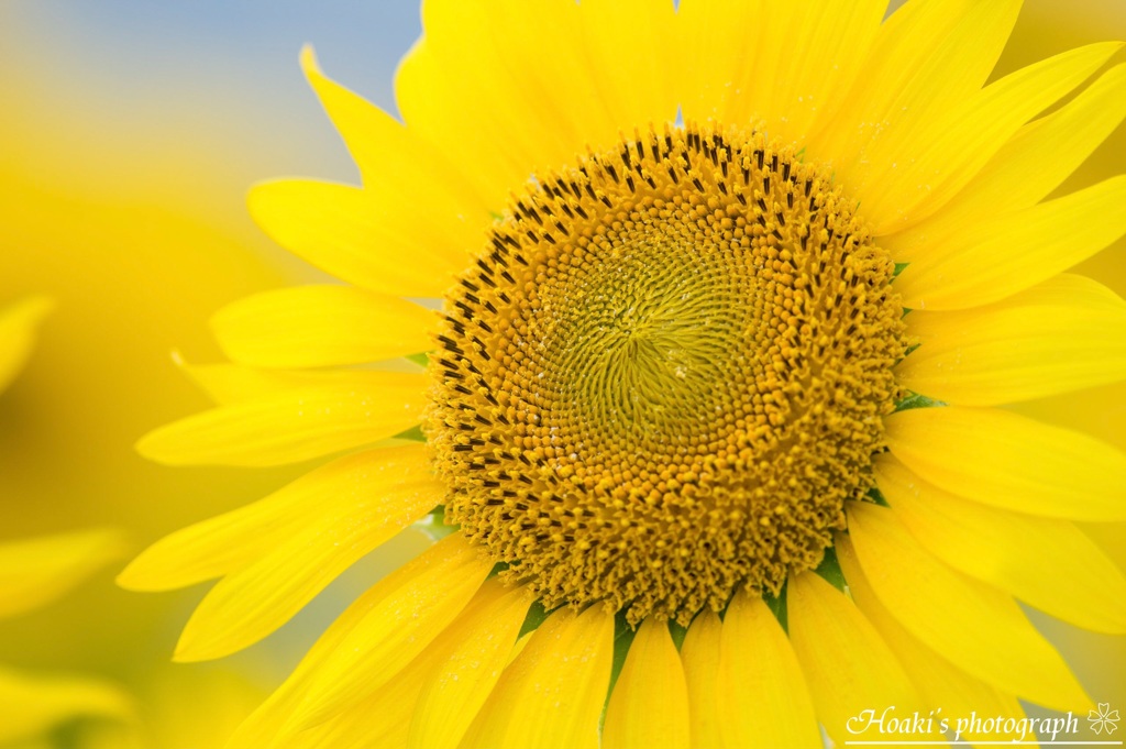 Shining sunflower Ⅱ