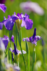 花菖蒲