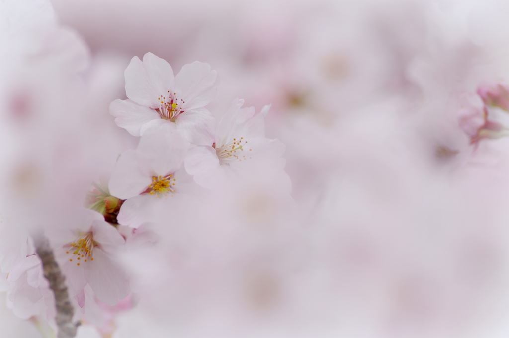 サクラサク Ⅷ  ～ 花の雲間に ～