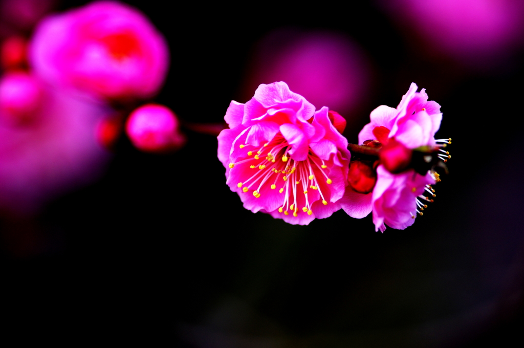 紅の花 闇に咲く