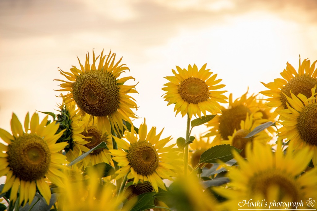 Shining sunflower Ⅶ