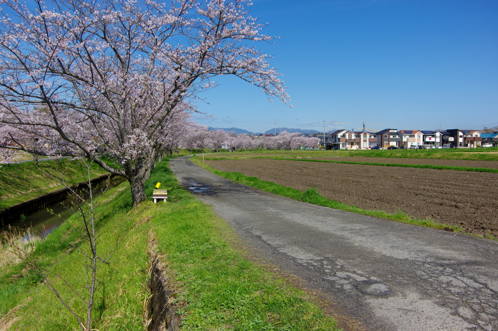 千本桜のあるまち Ⅱ